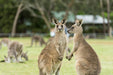 Autopia Tours: Melbourne To Adelaide 2 Day 