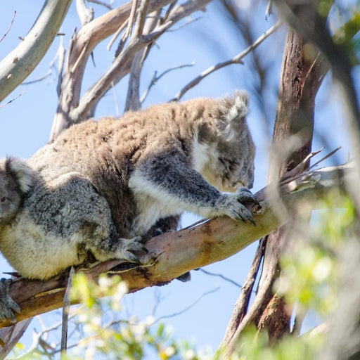 Wildlife Tours Australia: 1 Day Hunter Valley Winery Tour - Sydney