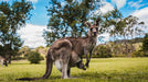 Best Of Wildlife And Birds Tour - Canberra - We Wander
