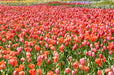 Floriade Tour - We Wander